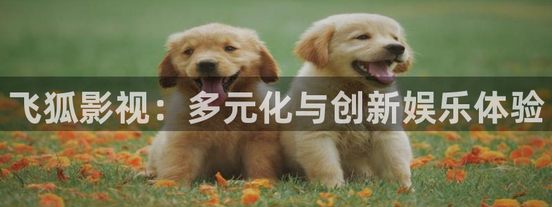 星空影院怎么免费看电影：飞狐影视：多元化与创新娱乐体验